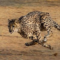 Le Guépard